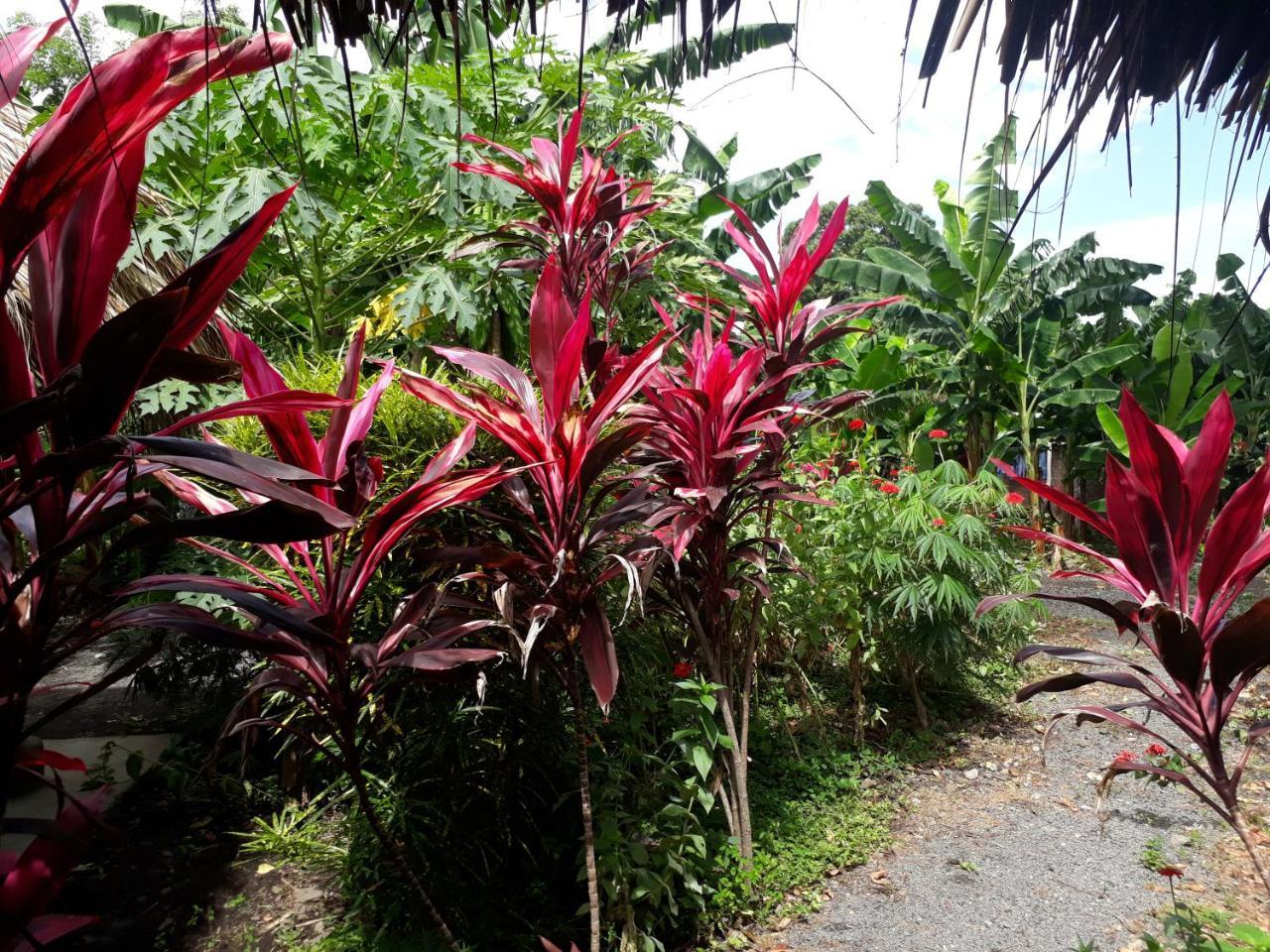 Bananas Guest House Private Room Altagracia Extérieur photo